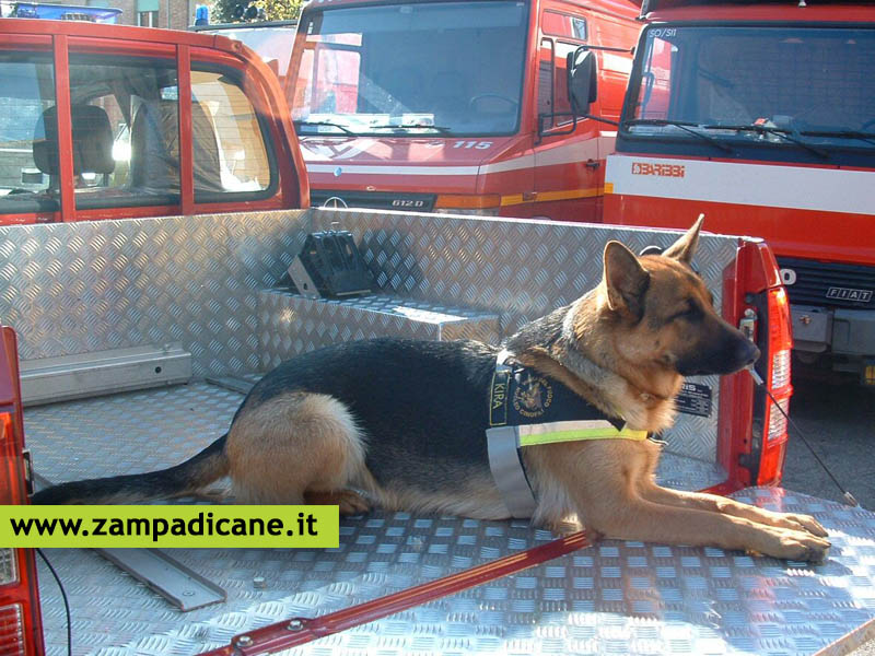 I cani dei Vigili del Fuoco ritrovano un disabile