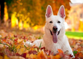 Pulci, dermatiti e parassiti:  boom di problemi per i nostri cani dovuti ai cambiamenti meteo