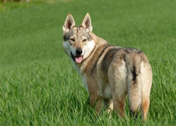 Rex fiuta il pericolo e durante una passeggiata salva anziano caduto mentre cercava funghi