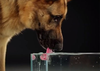 Come beve un cane? Guarda il video in slow motion