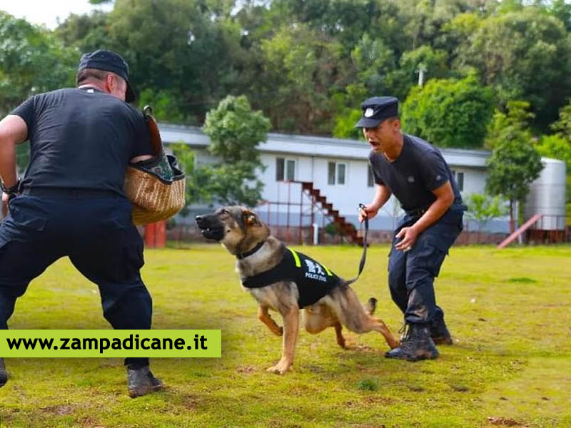 Addestramento cani Poliziotto: la Cina clona il primo cane-Poliziotto per risparmiare tempo e denaro