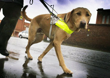 Cani guida per non vedenti, il video della scuola che li addestra