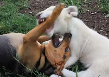 Honey, un cane e Kwanza, un leone bianco, diventati amici inseparabili in uno zoo australiano