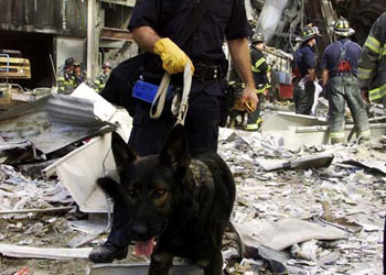 I cani protagonisti dell'11 settembre