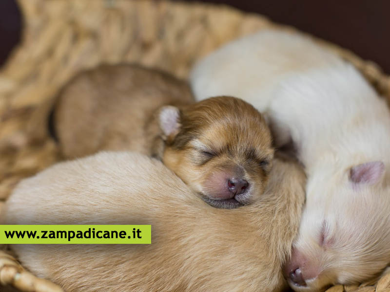 Perch i cani adulti uccidono i cuccioli?