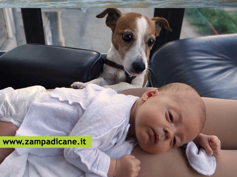 Il cane pu fiutare in anticipo gli attacchi di epilessia