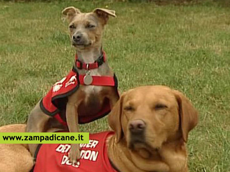 Cani che fiutano i tumori degli uomini, i primi in Italia 