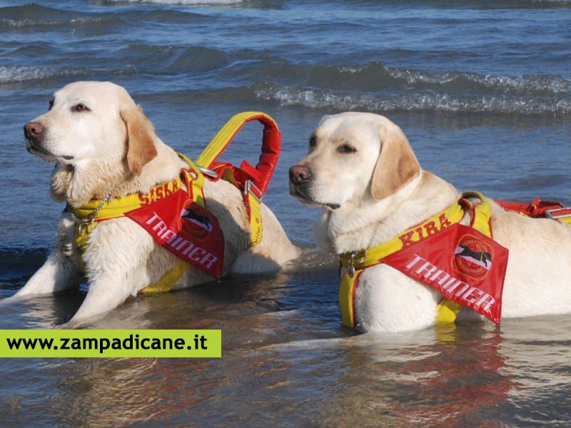 Scuola Italiana Cani da Salvataggio, le esercitazioni