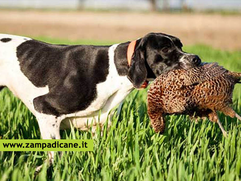 Il lavoro del cane: i cani da tana