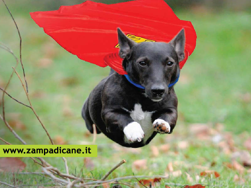 A Firenze, le aree per cani saranno intitolate agli eroi a quattro zampe