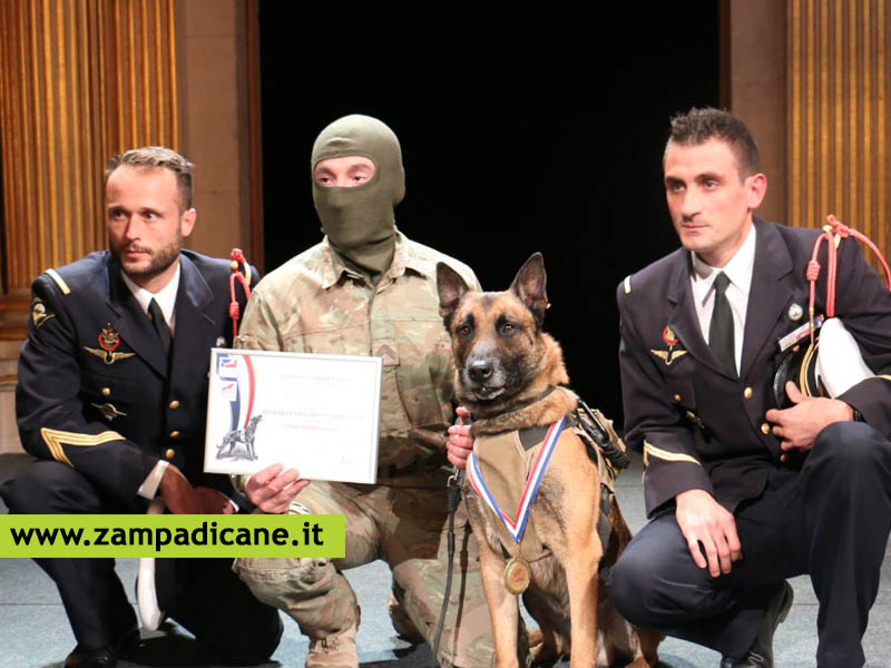 Ecco i cani eroi premiati da Hero Dogs 2019