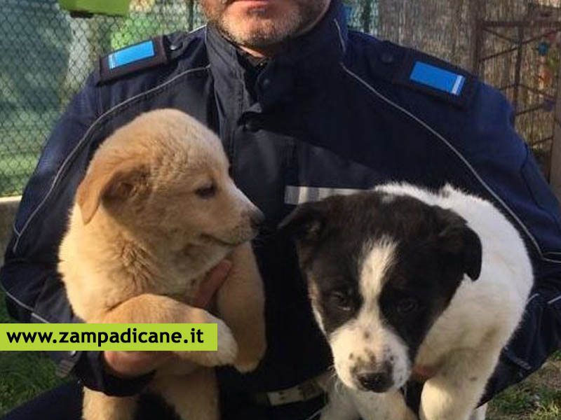 Due cuccioli salvati dalla Polizia Locale, erano in condizioni disumane