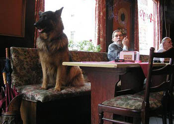 Un Pub di Newcastle accoglie i cani con menù adatti a loro