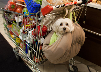 I cani possono entrare in ogni negozio, lo dice una legge regionale