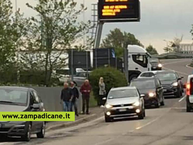 Casello autostradale chiuso per recupero cani