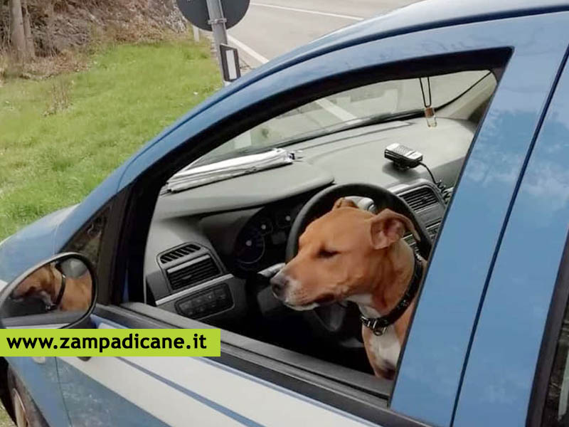 Due cani salvati dalla Polizia