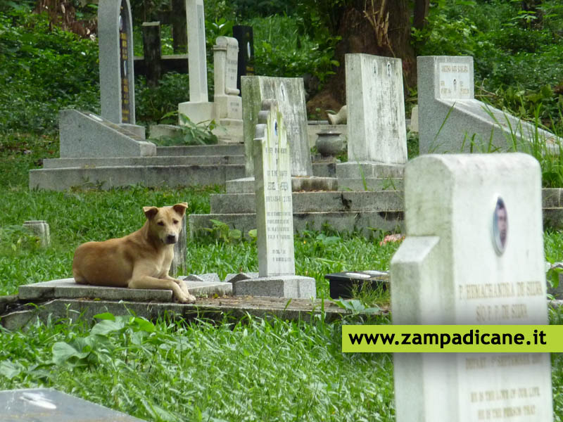 Trieste: una proposta di legge per seppellire i cani insieme ai padroni