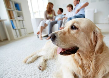 Batteri microbi e funghi in casa: se c' un cane o un gatto aumentano di parecchio