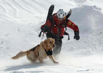 Cani da soccorso nelle valanghe: eroi insostituibili in montagna