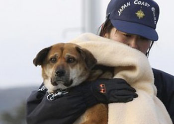 I cani di Fukushima soffrono ancora lo stress del terremoto e dell'abbandono degli umani