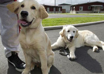 Addestrare i cani guida: in Nuova Zelanda con l'addestramento dei cani da parte dei detenuti