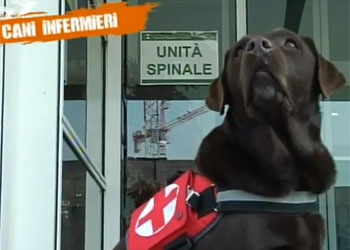 Dog Therapy dei cani infermieri nell'ospedale Niguarda di Milano