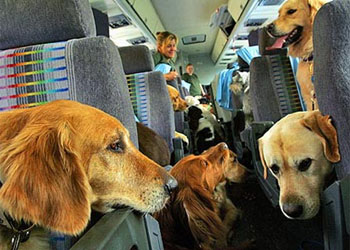 In tre mesi oltre 5mila cani in viaggio con Trenitalia