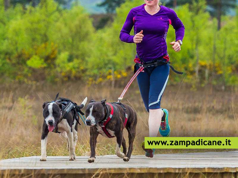 Canicross, la corsa con il cane