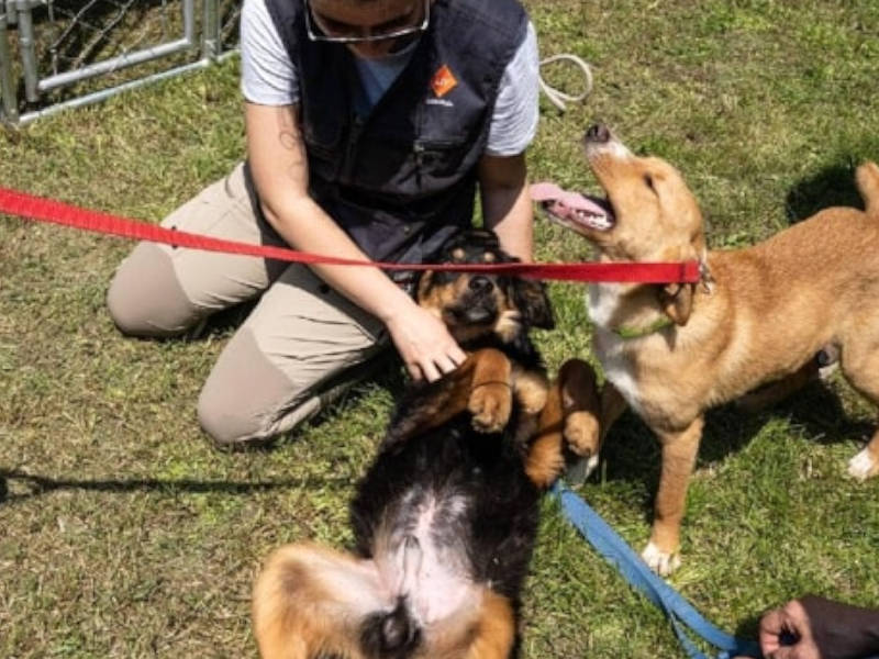 Canile temporaneo per non allontanarsi dai propri cani dopo l'alluvione in Emilia Romagna