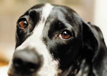 400 euro a chi adotta un cane: iniziativa del canile di Barcellona Pozzo di Gotto