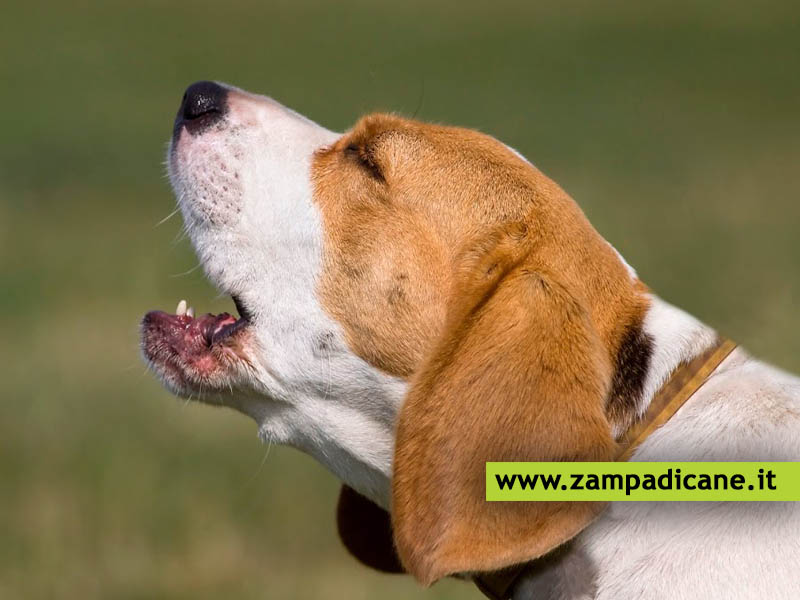 Comprendere il significato dei suoni prodotti dal cane