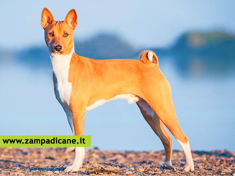 Il carattere del cane, suddiviso per razze canine (dalla A alla D)