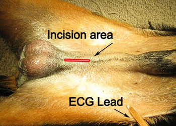 Perch castrare un cane: comportamento o patologie