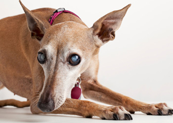 Cataratta del cane: l'intervento chirurgico come opzione