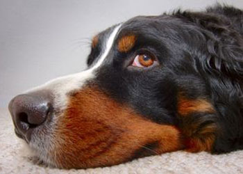 Problemi al naso del cane: sentire cattivo odore