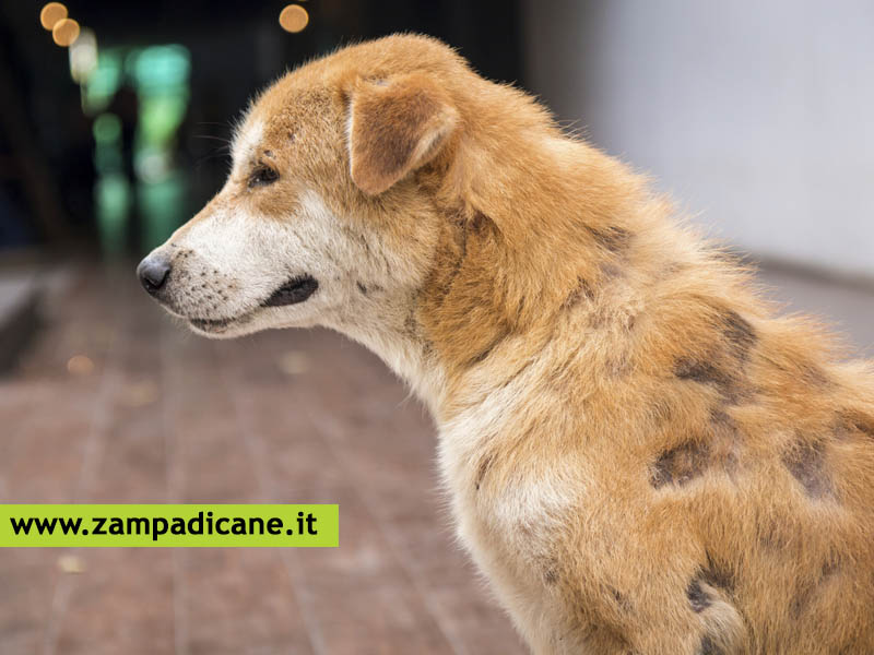 Le malattie cutanee dei cani: quali sono le malattie ereditarie