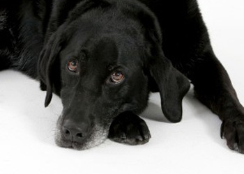 chemioterapia per i cani