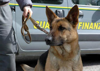 Cani antidroga della Guardia di Finanza catturano spacciatori a Malpensa