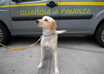 I cani della Guardia di Finanza: come si addestrano i cani che fiutano le banconote