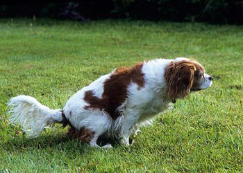 La cistite del cane, i sintomi e le cure possibili