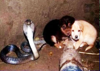 Cobra accudisce per due giorni due cuccioli di cani caduti in un pozzo