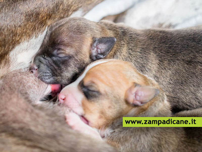 L'importanza del colostro nell'allattamento dei cuccioli di cane