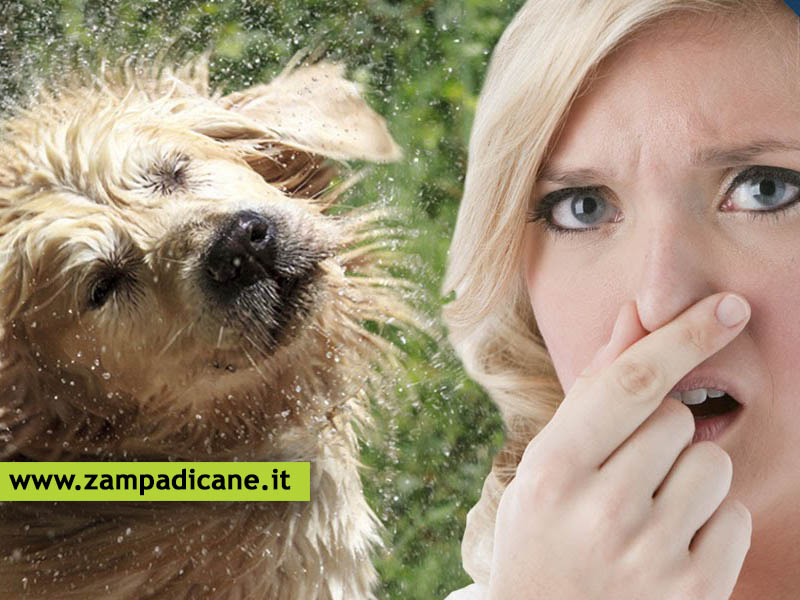 Come non far puzzare il cane: qualche trucco