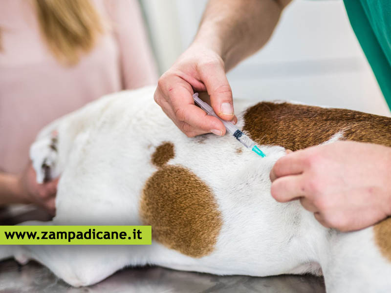 Come fare un'iniezione al cane da soli?