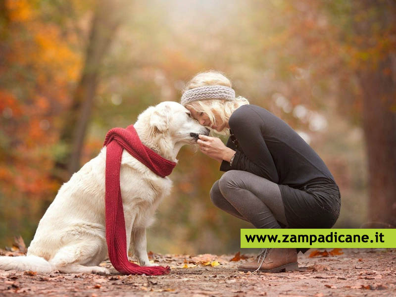 Educare il cane: il tono da usare per farsi capire dai cani