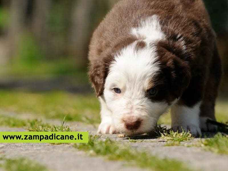 Il potente olfatto del cani, come funziona il fiuto del cane