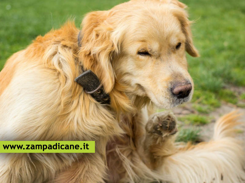 Il prurito nel cane: come lenirlo