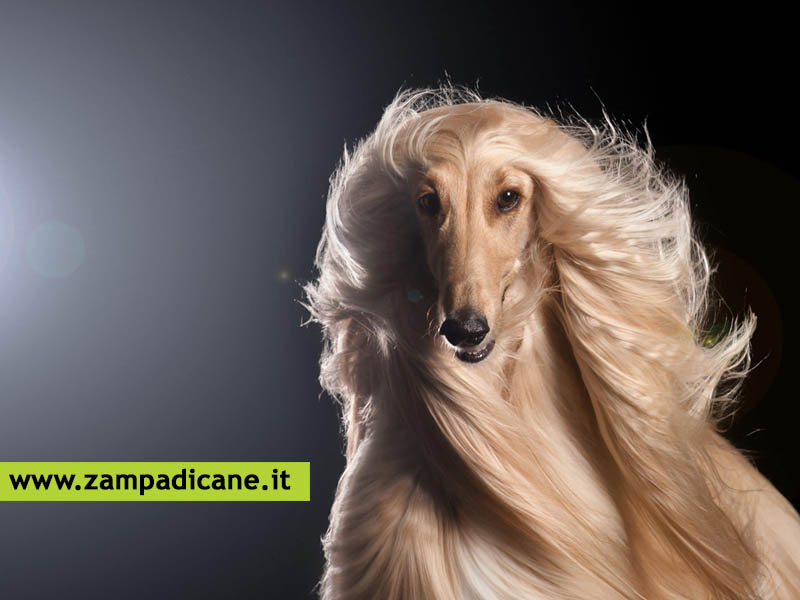 Il pelo del cane non cresce, come mai?