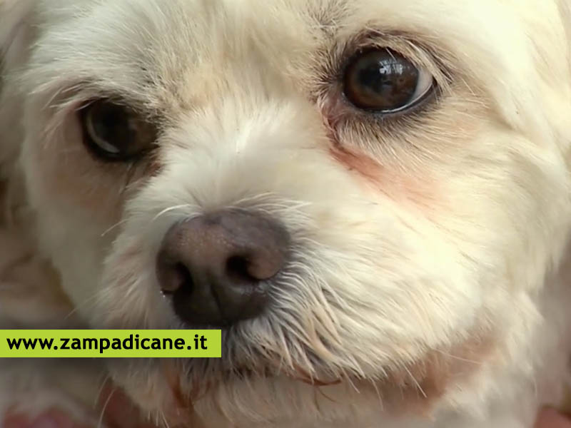 Come pulire gli occhi di un Maltese o di un cane a pelo chiaro