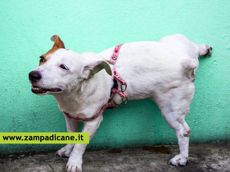 Come raccogliere le urine del cane? alcuni trucchi per raccogliere la pip del tuo cane